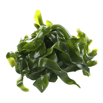 Fresh Green Leaves png