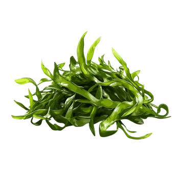 Fresh Seaweed Plant with Realistic Details png