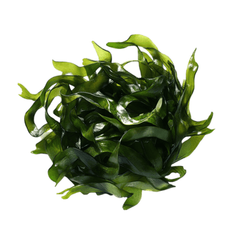 Lush Green Seaweed with Natural Curves png