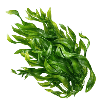 Realistic Green Seaweed with Natural Texture png
