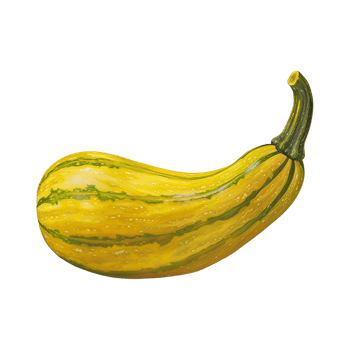 Squash on a transparent background png