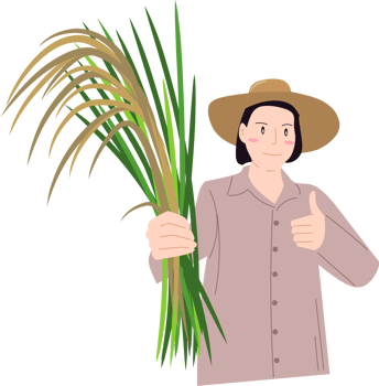 Female farmers harvesting rice clipart png