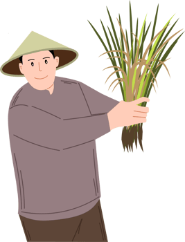 A farmer harvests rice clipart drawing png
