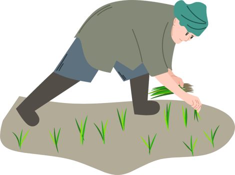 A farmer plants rice in the rice field clipart png