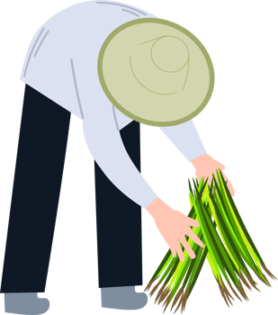 A farmer plants rice clipart png