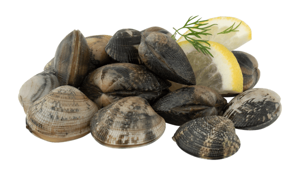 Fresh clams with guava lime cut out isolated transparent background png