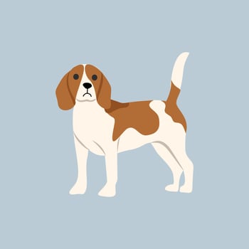 Cavalier King Charles Spaniel. Beagle dog. Cute beagle dog. Fluffy. Breed. Cute animal. Cute dog. Little dog. Canine. vector