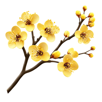 Yellow Blossom Branch with Delicate Flowers png