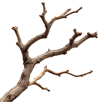Unique Curved Tree Branch with Natural Details png