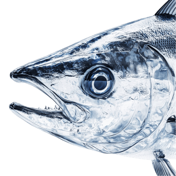 Clear Glass Fish with Detailed Texture png