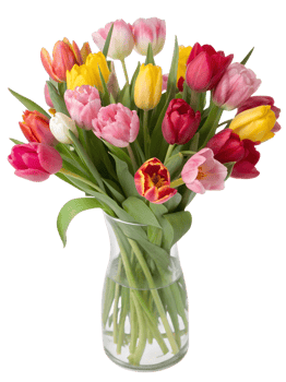 Bouquet of colorful blooming tulips in glass vase isolated on the transparent background png