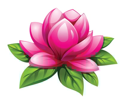 Pink magnolia flower with leaves. Illustration isolated on white background vector