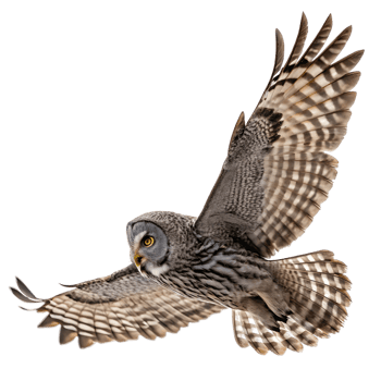 Majestic owl gliding through the sky with outstretched wings in a serene natural setting png