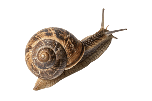 A garden snail mid-crawl, its shell detailed with earthy tones and its body textured png