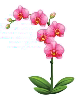 Pink orchid flowers with bright petals and green leaves illustration vector