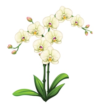 White orchid flowers with delicate petals and green leaves illustration vector