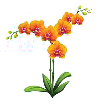 Orange orchid flowers with vibrant petals and green leaves illustration vector