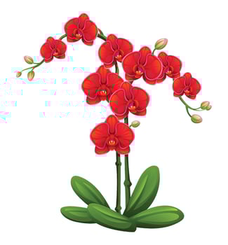 Red orchid flowers with vibrant petals and green leaves illustration vector