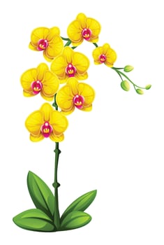 Yellow orchid flowers with vibrant petals and green leaves illustration vector