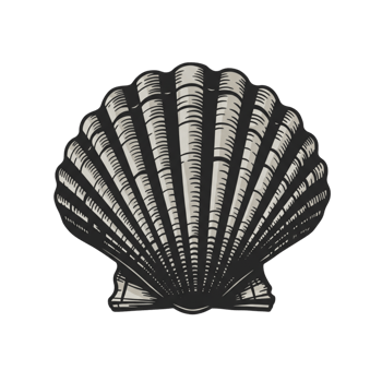 Elegant Scallop Shell Illustration Detailed Vintage Style Ocean Theme Graphic Design Sea Beach Image png