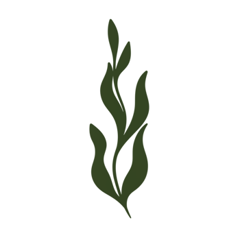 Elegant Green Leaf Branch Nature Botanical Illustration Design dark plant decor leaves floral png