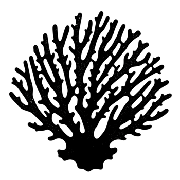 Elegant White Coral Branch Design Ocean Nature Illustration Sea Art Black Marine Simple png