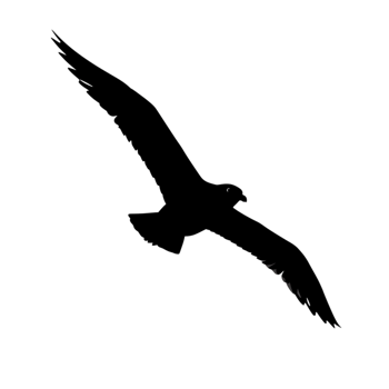Elegant Black Silhouette of a Bird in Flight Soaring High Above Sky Dark Hawk Wings Eagle Nature png