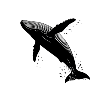 Elegant Humpback Whale Line Art Ocean Wildlife Drawing Sea Water Black White Image Marine Animal png