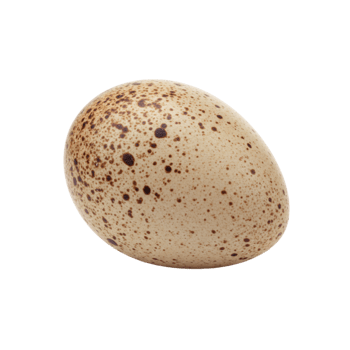 Single Spotted Quail Egg Isolated on Black Background Studio Shot food farm bird pale brown fresh png