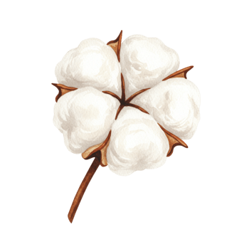 Watercolor Cotton Plant Soft White Bloom Natural Botanical Illustration Art Fiber Image Floral png