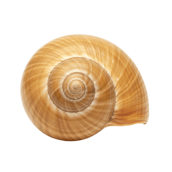 Closeup Tan Snail Shell Spiral Nature Texture Background Brown Beige Ocean Beach Macro Image Summer png