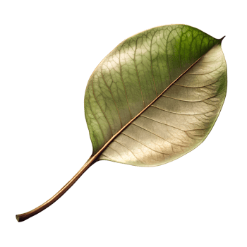 Large leaf like object with a vein like pattern isolated on transparent background png
