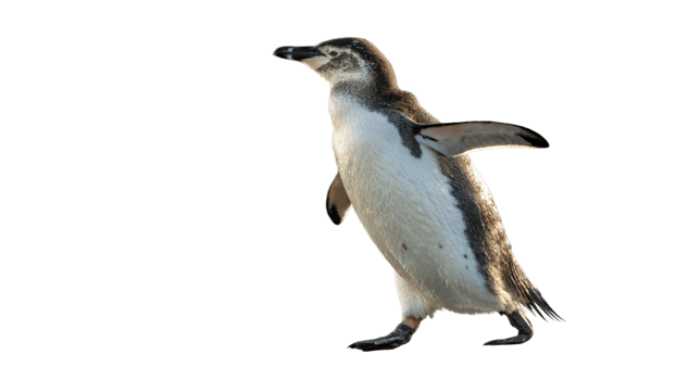 Penguin waddling on a transparent background png