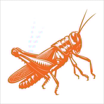 A grasshopper in orange on a white background vector