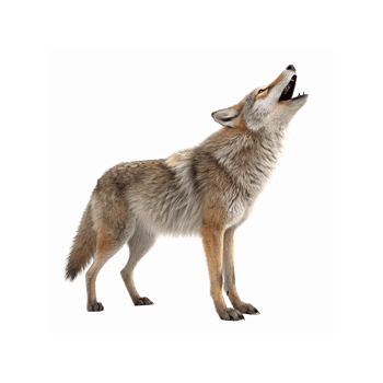 Howling Brown Coyote With Open Mouth Standing On Transparent Background Wildlife Animal png