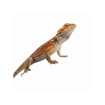 Bearded Dragon Lizard Closeup with Orange and Brown Scales on Transparent Background for Pet and Wildlife Use png