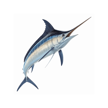 Blue Marlin Fish Illustration with Long Bill and Fins on White Background for Marine Wildlife Projects png