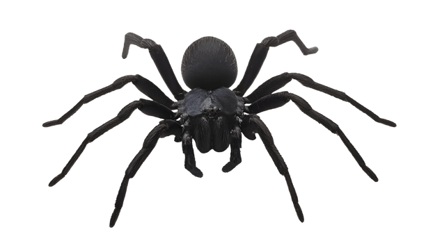 realistic 3d render of a black widow spider on isolated background png
