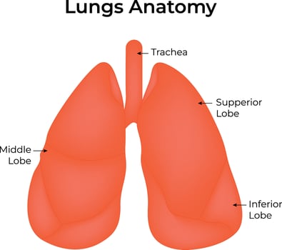 Lungs Anatomy Science Design Illustration Diagram vector