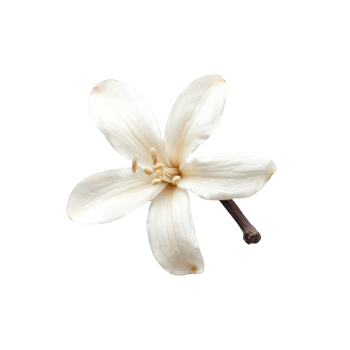 Vanilla flower on a transparent background png