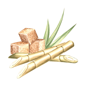 Sugar cane stems and leaves with brown sugar cubes. Hand drawn watercolor illustration isolate. Fresh stalks for sugar production. Ingredients for rum, alcoholic drinks. Clipart for food design, print png