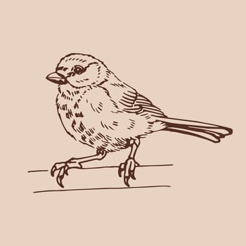Titmouse Hand drawn illustration vector
