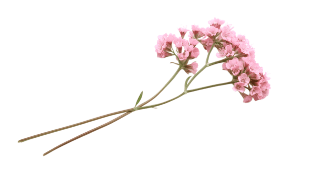 A single pink flower on a black background png