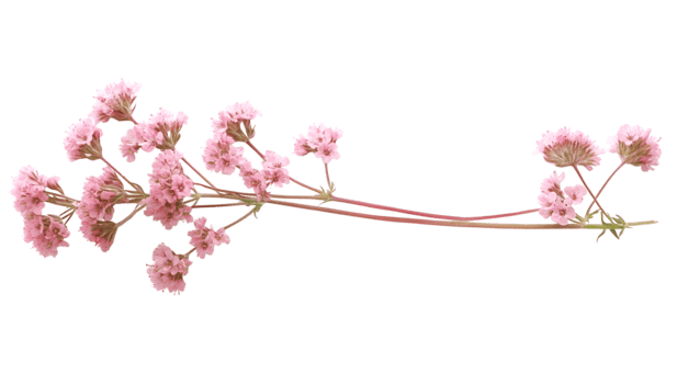 Pink flowers on a black background png