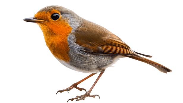 A small bird with orange and brown feathers png