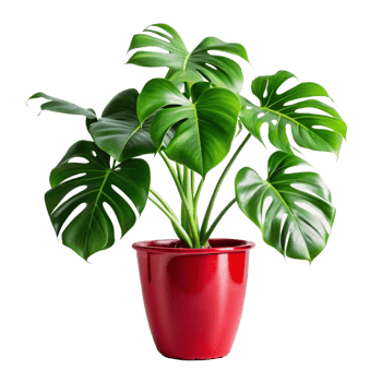 monstera plant in the red pot is isolated on transparent background png