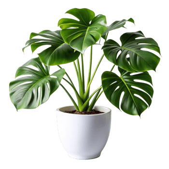 monstera plant in the white pot is isolated on transparent background png