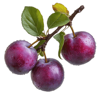 Three plums are on a branch with leaves png