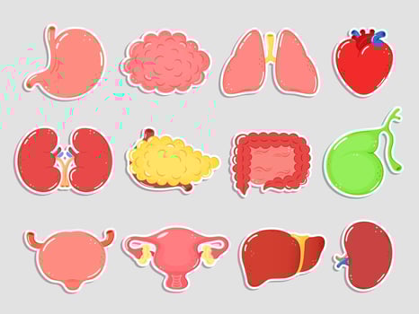 Human internal organs stickers. Cartoon human organ heart, liver, stomach, lungs, kidneys, pancreas, intestines, bladder, uterus, brain, spleen, bone, gallbladder. Internal organs stickers set vector