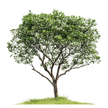 tree on grass with green leaves isolate on transparent background png